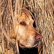 Simba is registered to the contest to win money with this photo: animal, brown_fur, camouflage, canine, close_up, curious, dog, eye, face, fur, golden_light, grass, nose, outdoors, photography, portrait, reeds, snout, vegetation, wildlife