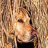 animal, brown_fur, camouflage, canine, close_up, curious, dog, eye, face, fur, golden_light, grass, nose, outdoors, photography, portrait, reeds, snout, vegetation, wildlife