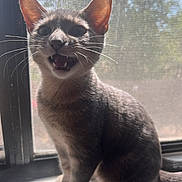 Cilver joined the competition — help win amazing prizes! cat, animal, pet, windowsill, sunlight, backlit, whiskers, mouth_open, gray_fur, indoor, curious, sitting, window_screen, daylight, feline, ears, tail, shadow, domestic, young