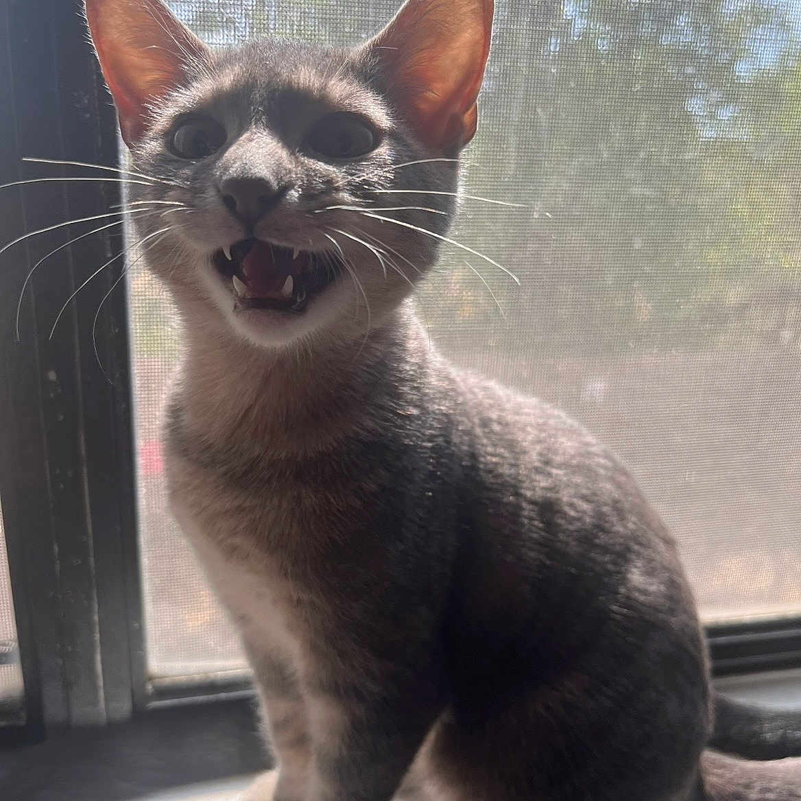 Cilver joined the competition — help win amazing prizes! animal, backlit, cat, curious, daylight, domestic, ears, feline, gray_fur, indoor, mouth_open, pet, shadow, sitting, sunlight, tail, whiskers, window_screen, windowsill, young