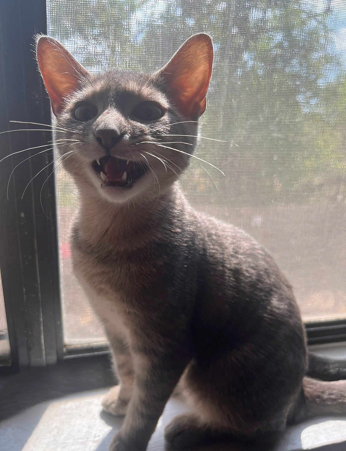 Cilver joined the competition — help win amazing prizes! cat, animal, pet, windowsill, sunlight, backlit, whiskers, mouth_open, gray_fur, indoor, curious, sitting, window_screen, daylight, feline, ears, tail, shadow, domestic, young