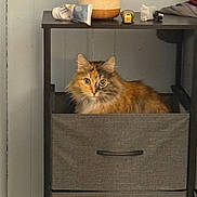 Callie joined the competition — help win amazing prizes! cat, furniture, drawer, curious, fluffy, indoor, shelving_unit, household_items, lamp, tube, cozy, pet, orange_cat, tabby, eye_contact, storage, soft_lighting, domestic, curiosity, portrait