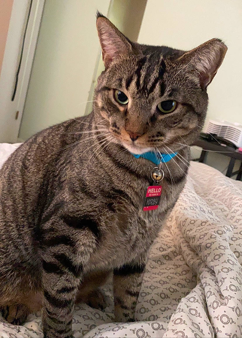 Kirby joined the competition — help win amazing prizes! carnivore, cat, claw, domestic_short_haired_cat, felidae, fur, head, small_to_medium_sized_cats, snout, terrestrial_animal, whiskers