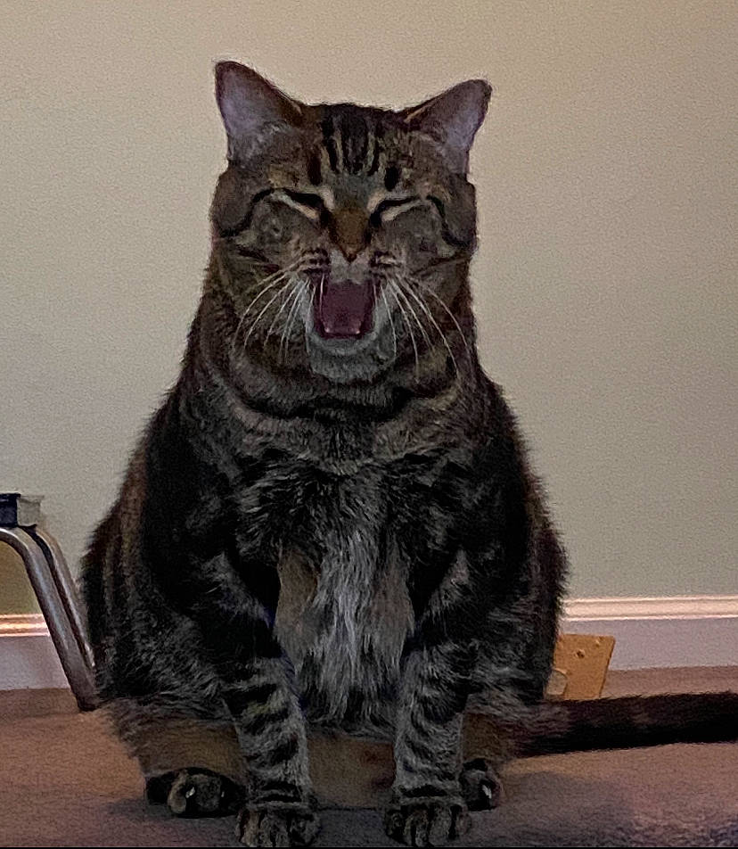 Peter joined the competition — help win amazing prizes! carnivore, cat, claw, domestic_short_haired_cat, felidae, fur, grey, paw, sitting, small_to_medium_sized_cats, tail, terrestrial_animal, whiskers