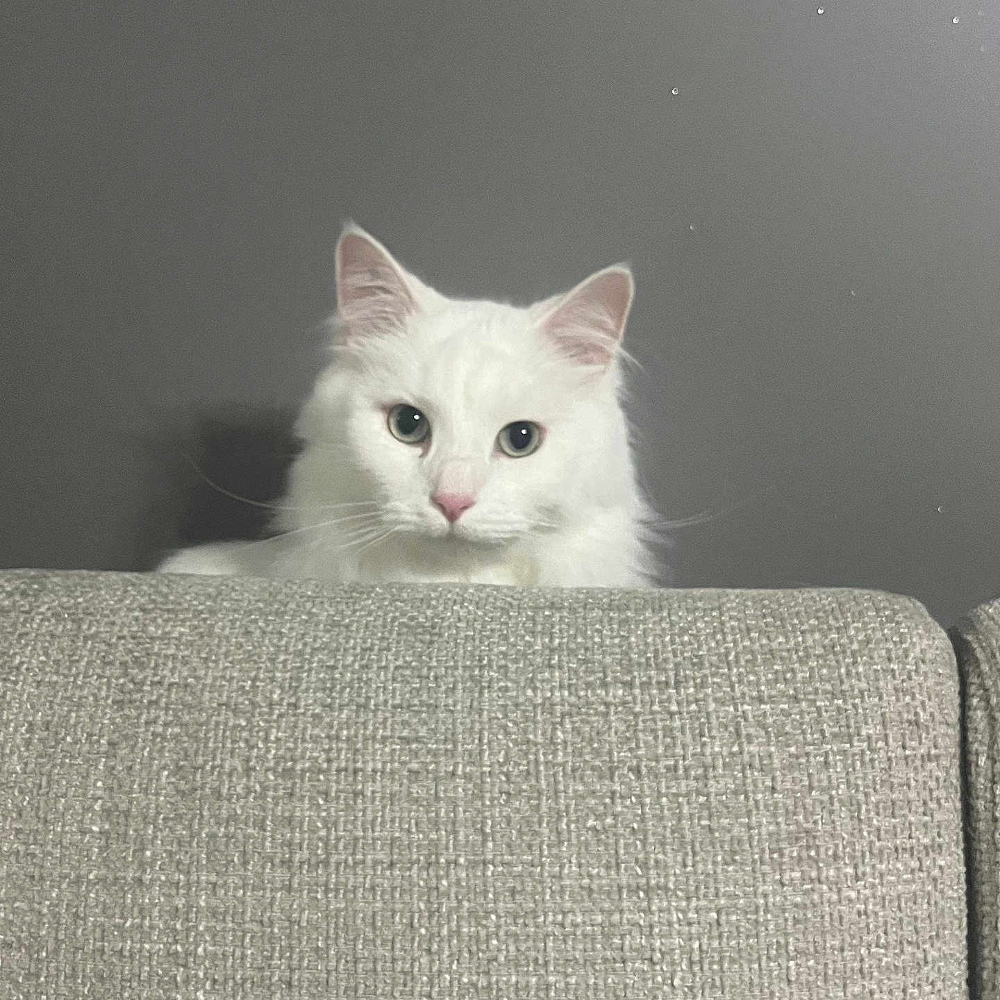 Olaf a rejoint le concours — aidez-le/la à gagner de superbes lots ! abyssinian, angora, animal, architecture, armchair, building, cat, chair, couch, cushion, furniture, homedecor, kitten, manx, pet, siamese, wall, white