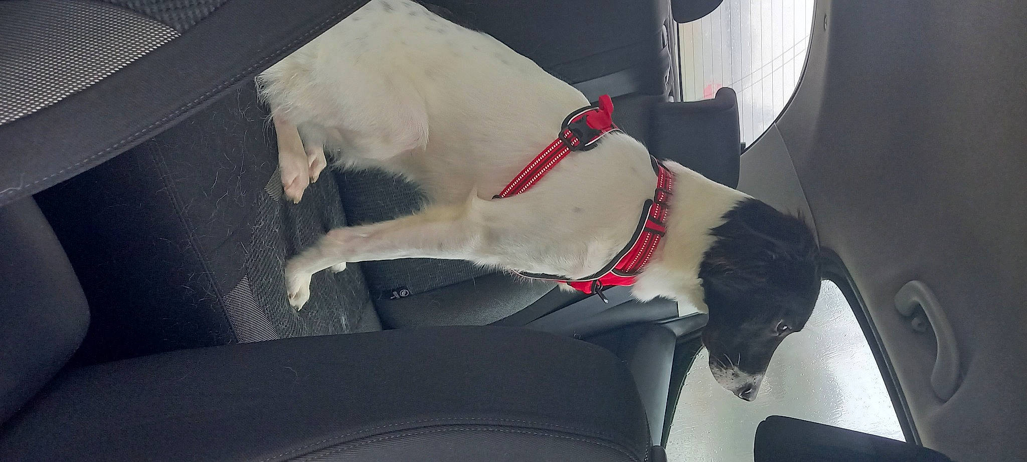 Raven participe au concours pour gagner de l'argent avec cette photo : canidae, car_seat, carnivore, dog, dog_breed, seat_belt, sporting_group, tail