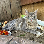 Sky joined the competition — help win amazing prizes! cat, close_up, dirt, domestic_animal, ear, feline, garden, gray_cat, green_eyes, laying_down, leaf_litter, outdoor, paw, pet, portrait, relaxed, sunlight, tabby_cat, whiskers, wooden_fence