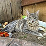 cat, close_up, dirt, domestic_animal, ear, feline, garden, gray_cat, green_eyes, laying_down, leaf_litter, outdoor, paw, pet, portrait, relaxed, sunlight, tabby_cat, whiskers, wooden_fence