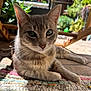 Sky is registered to the contest to win money with this photo: cat, close_up, ears, feline, gray_fur, green_eyes, home, kitten, nose, outdoor, patio, paw, pet, plant, portrait, relaxing, rug, shadow, sunlight, whiskers