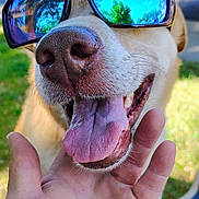 Ash joined the competition — help win amazing prizes! dog, sunglasses, tongue, hand, outdoor, sunlight, happy, pet, canine, closeup, reflection, nature, grass, smile, friendly, animal, shade, summer, leisure, companion