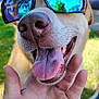 dog, sunglasses, tongue, hand, outdoor, sunlight, happy, pet, canine, closeup, reflection, nature, grass, smile, friendly, animal, shade, summer, leisure, companion