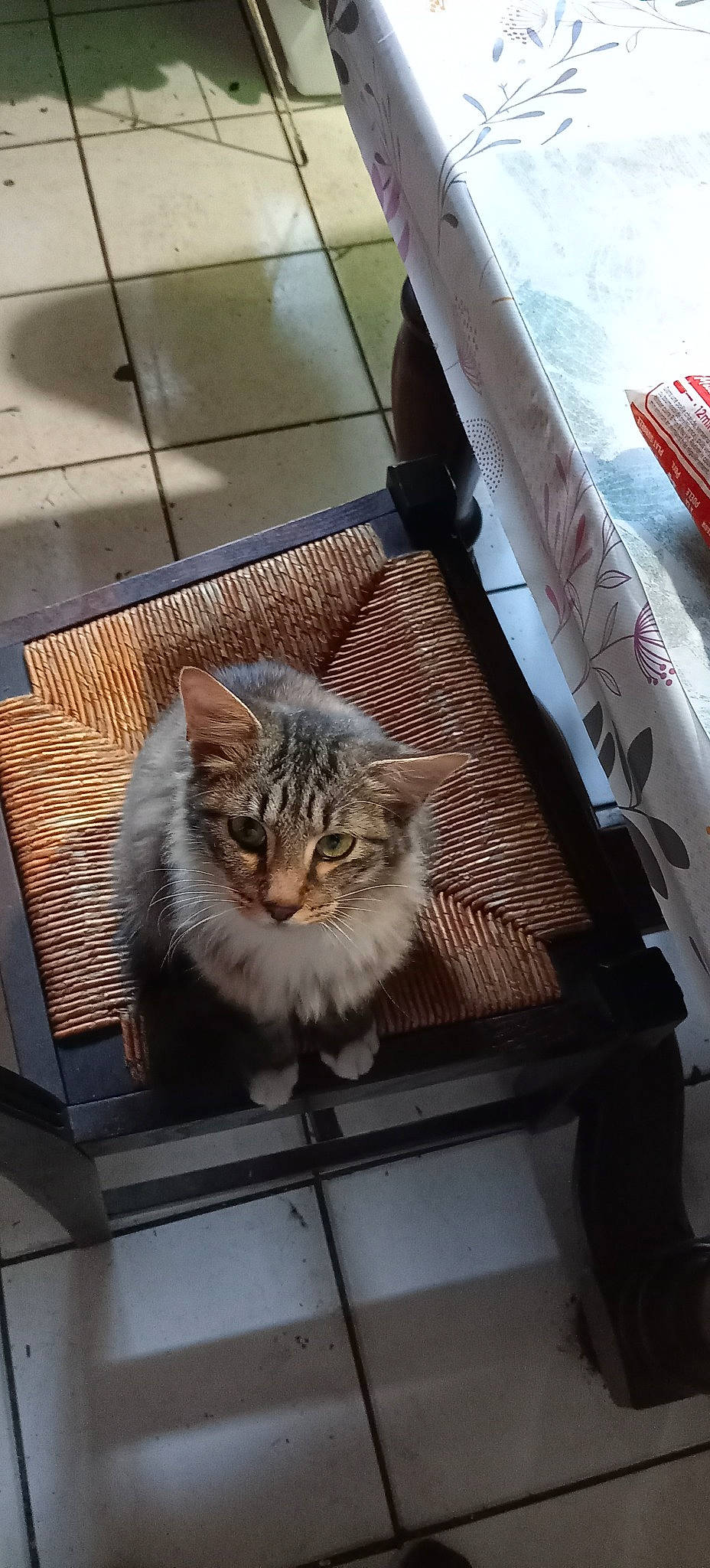 Hulk a rejoint le concours — aidez-le/la à gagner de superbes lots ! animal_shelter, box, cardboard, carnivore, cat, domestic_short_haired_cat, felidae, floor, flooring, fur, hardwood, paw, publication, room, small_to_medium_sized_cats, tail, whiskers, wood