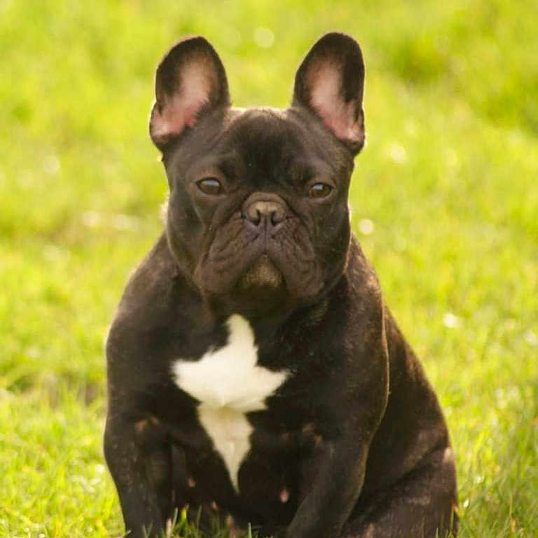 Tracy participe au concours pour gagner de l'argent avec cette photo : animal, black_coat, canine, companion, cute, daylight, dog, ears, french_bulldog, fur, grass, greenery, mammal, nature, outdoor, pet, portrait, sitting, snout, white_patch