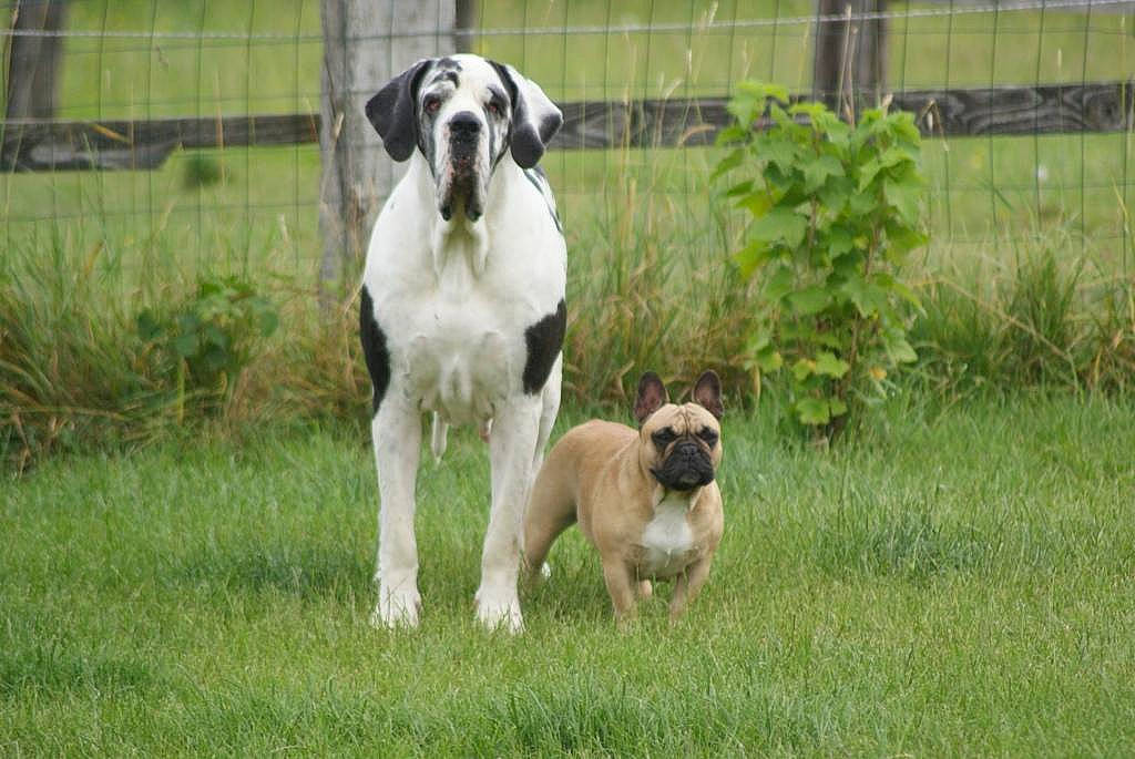 Jadore a rejoint le concours — aidez-le/la à gagner de superbes lots ! canidae, carnivore, collar, companion_dog, dog, dog_breed, dog_collar, dog_supply, fawn, fence, grass, grassland, great_dane, home_fencing, plant, pug, snout, sporting_group, working_animal, working_dog