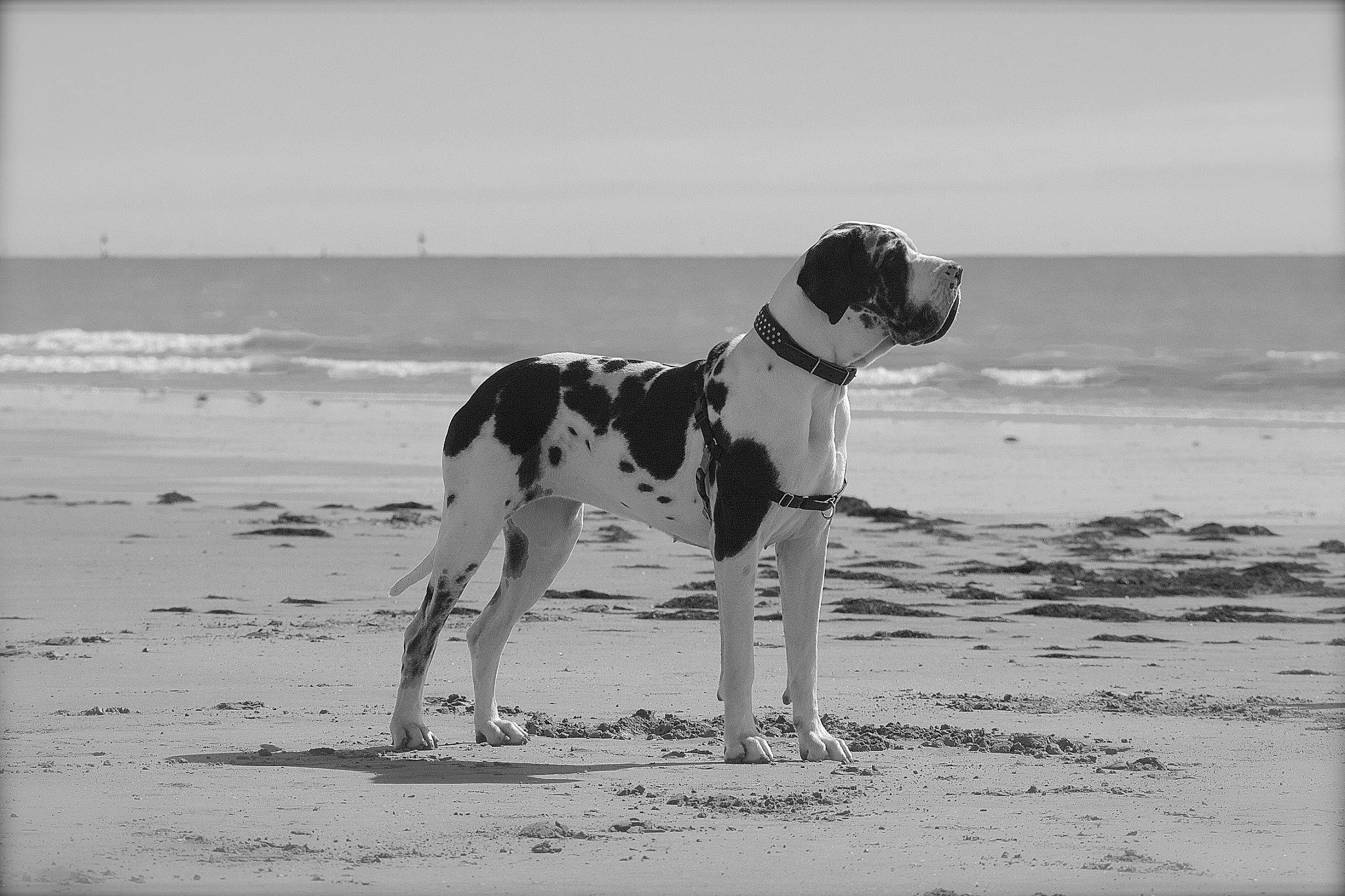 Jadore a rejoint le concours — aidez-le/la à gagner de superbes lots ! ball, beach, canidae, carnivore, collar, companion_dog, dog, dog_breed, fawn, monochrome, monochrome_photography, natural_environment, sand, sky, snout, sporting_group, style, water, wind_wave, working_animal