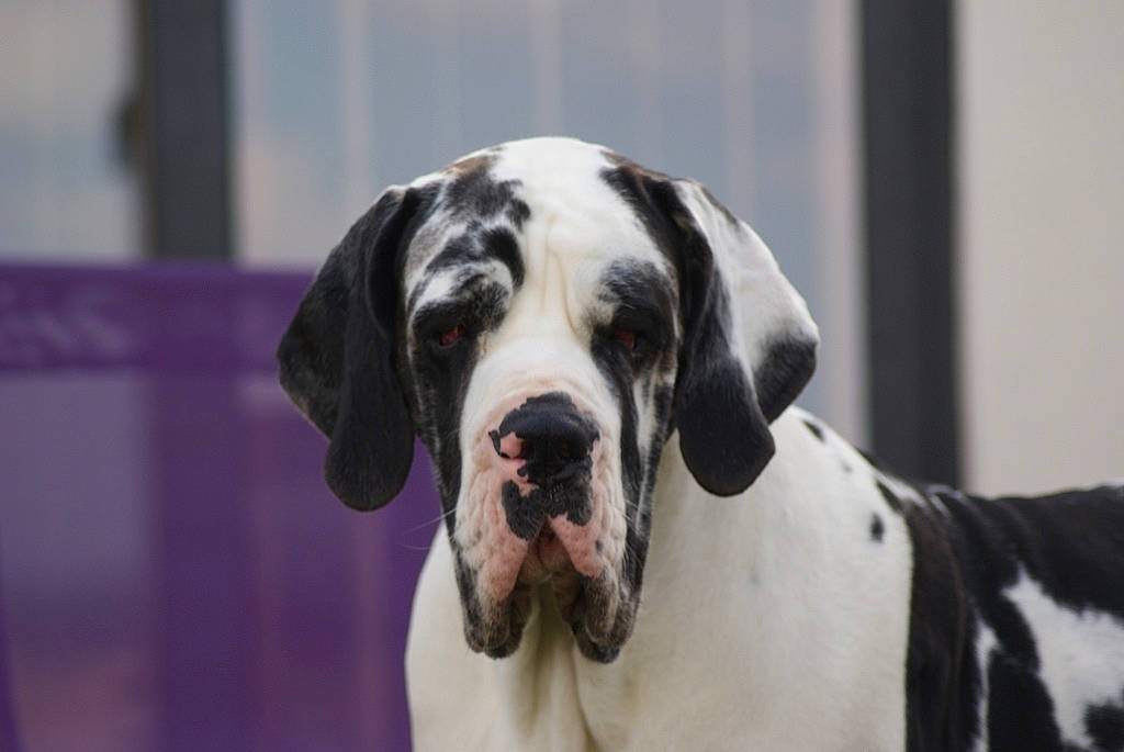 Jadore a rejoint le concours — aidez-le/la à gagner de superbes lots ! canidae, carnivore, collar, companion_dog, dalmatian, dog, dog_breed, dog_collar, dog_supply, event, eye, fawn, fur, mammal, snout, sporting_group, vertebrate, whiskers, working_animal, working_dog