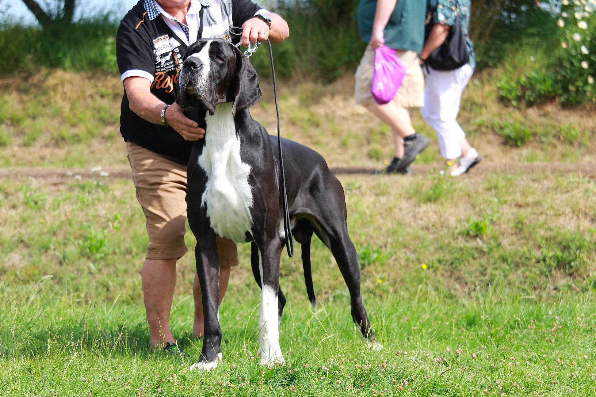 Narcos a rejoint le concours — aidez-le/la à gagner de superbes lots ! animal_sports, bridle, canidae, carnivore, companion_dog, dog, dog_breed, dog_sports, fawn, grass, grassland, leash, pet_supply, plant, recreation, shorts, sighthound, sporting_group, sports, working_animal