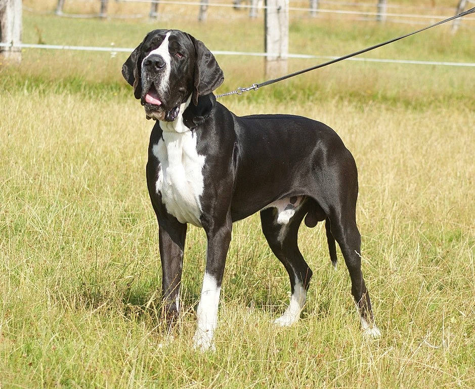 Narcos a rejoint le concours — aidez-le/la à gagner de superbes lots ! animal_sports, ball, canidae, carnivore, collar, companion_dog, dog, dog_breed, dog_collar, dog_supply, fawn, grass, gun_dog, leash, sporting_group, sports, tail, terrestrial_animal, working_animal, working_dog