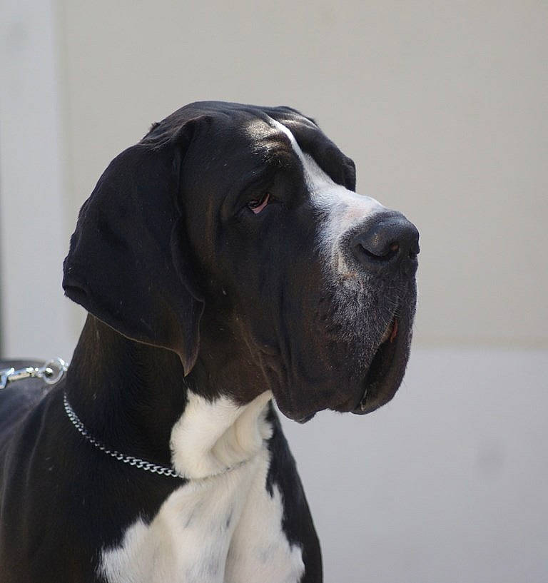 Narcos participe au concours pour gagner de l'argent avec cette photo : borador, canidae, carnivore, collar, companion_dog, dog, dog_breed, dog_collar, dog_supply, fawn, fur, giant_dog_breed, great_dane, gun_dog, leash, pet_supply, sporting_group, whiskers, working_animal, working_dog