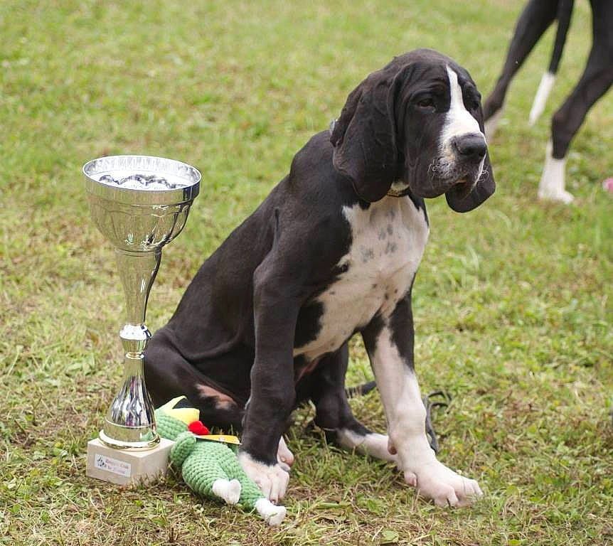 Narcos a rejoint le concours — aidez-le/la à gagner de superbes lots ! ball, canidae, carnivore, collar, companion_dog, dog, dog_breed, dog_collar, foot, grass, gun_dog, hound, hunting_dog, plant, scent_hound, sporting_group, tail, terrestrial_animal, working_animal, working_dog