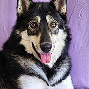 Ivan is registered to the contest to win money with this photo: dog, husky, pet, animal, tongue_out, fur, black_and_white, ears, eyes, portrait, cute, canine, mammal, indoor, relaxed, friendly, snout, nose, sitting, purple_background