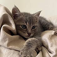 Lilo a rejoint le concours — aidez-le/la à gagner de superbes lots ! animal, blanket, cat, closeup, cozy, cute, fabric, feline, fur, gray_cat, indoor, kitten, paw, pet, relaxed, resting, sleepy, soft, whiskers, young_cat