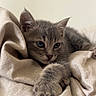 animal, blanket, cat, closeup, cozy, cute, fabric, feline, fur, gray_cat, indoor, kitten, paw, pet, relaxed, resting, sleepy, soft, whiskers, young_cat