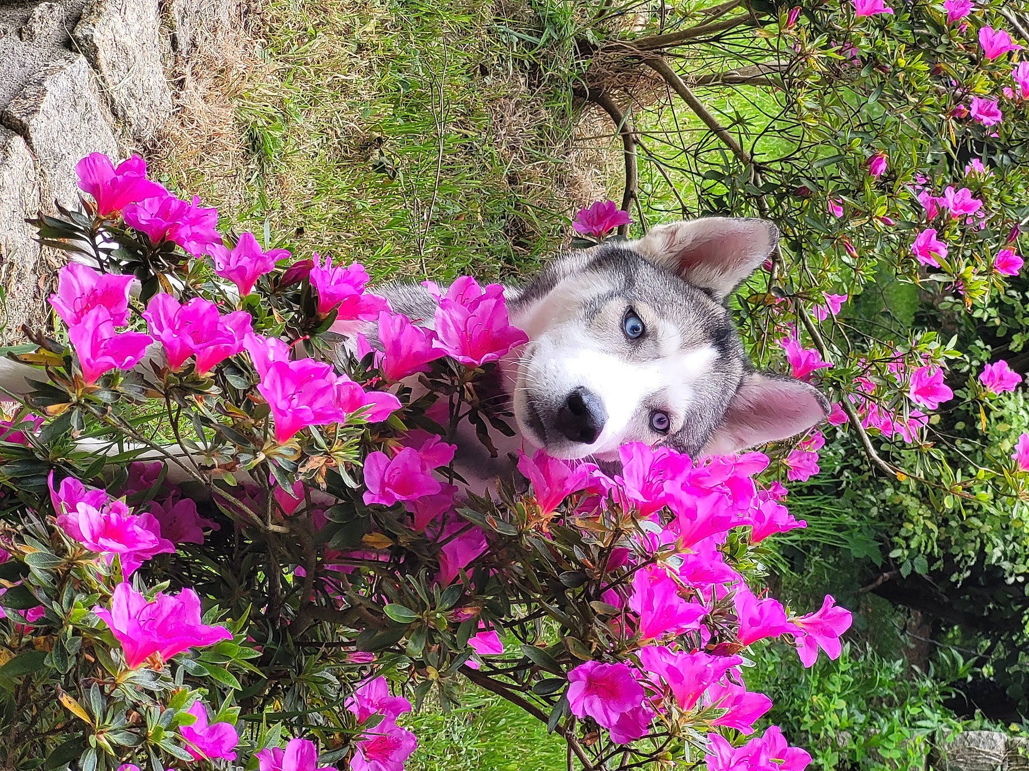 Murphy participe au concours pour gagner de l'argent avec cette photo : annual_plant, carnivore, companion_dog, dog, flower, flowering_plant, grass, groundcover, herbaceous_plant, landscape, magenta, natural_landscape, petal, pink, plant, plant_community, shrub, spring, terrestrial_plant, vegetation