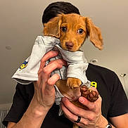 Wrigley joined the competition — help win amazing prizes! puppy, dog, pet, cute, brown, ears, hands, shirt, indoor, person, watch, ring, holding, curious, animal, young, fur, small, portrait, expression