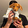 puppy, dog, pet, cute, brown, ears, hands, shirt, indoor, person, watch, ring, holding, curious, animal, young, fur, small, portrait, expression