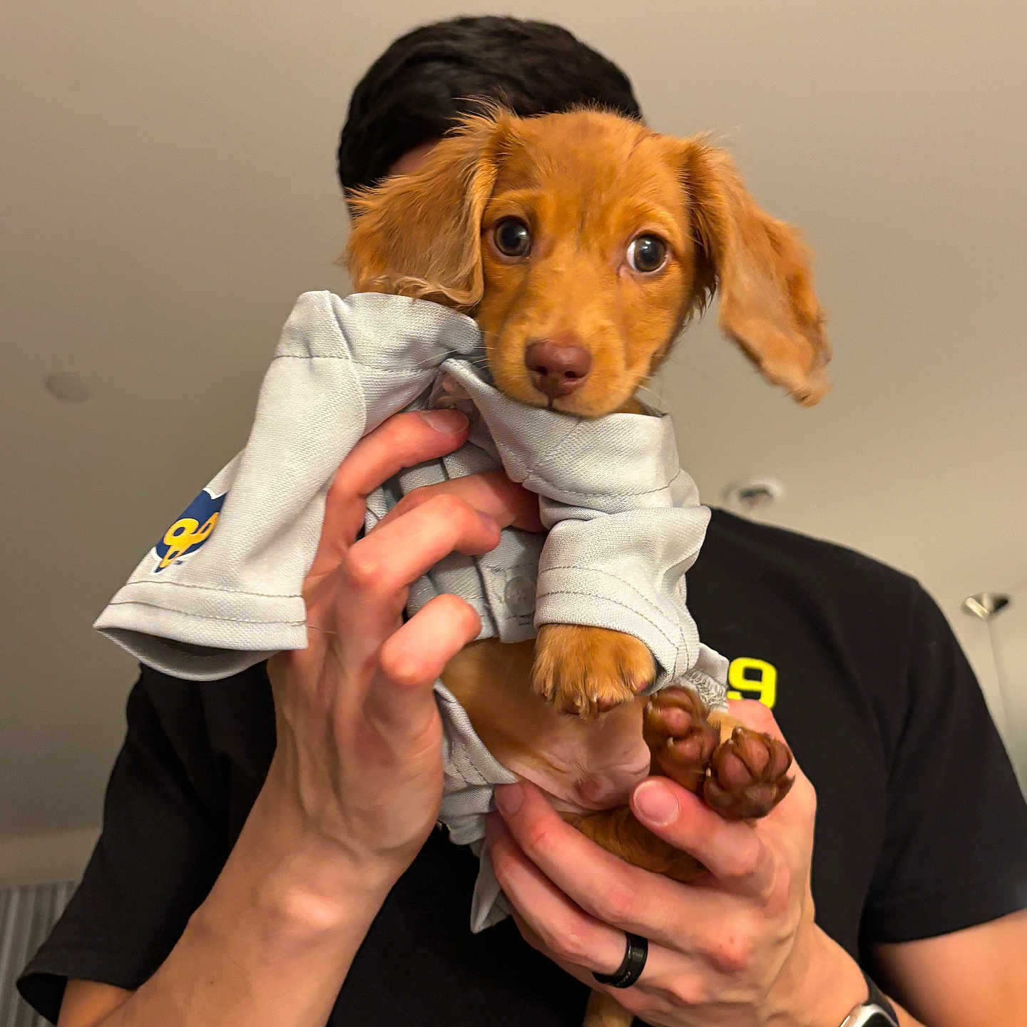 Wrigley joined the competition — help win amazing prizes! puppy, dog, pet, cute, brown, ears, hands, shirt, indoor, person, watch, ring, holding, curious, animal, young, fur, small, portrait, expression