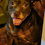 Hershey joined the competition — help win amazing prizes! dog, smiling, indoor, pet, canine, fur, happy, animal, wood, couch, brown, closeup, face, ears, teeth, tongue, sitting, companion, friendly, domestic
