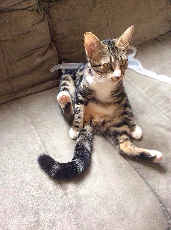 Baby Kittu Bk is registered to the contest to win money with this photo: aegean_cat, american_shorthair, arabian_mau, asian, bengal, carnivore, cat, domestic_short_haired_cat, dragon_li, egyptian_mau, european_shorthair, felidae, kitten, mammal, small_to_medium_sized_cats, sokoke, tabby_cat, tail, vertebrate, whiskers