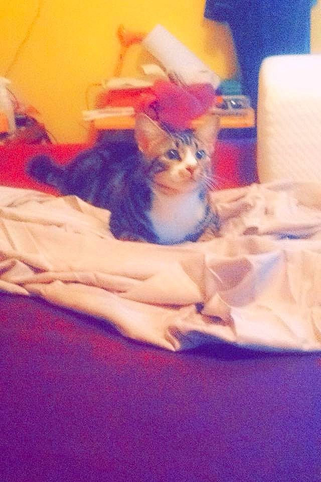 Baby Kittu Bk joined the competition — help win amazing prizes! carnivore, cat, fawn, felidae, kitten, skin, small_to_medium_sized_cats, whiskers