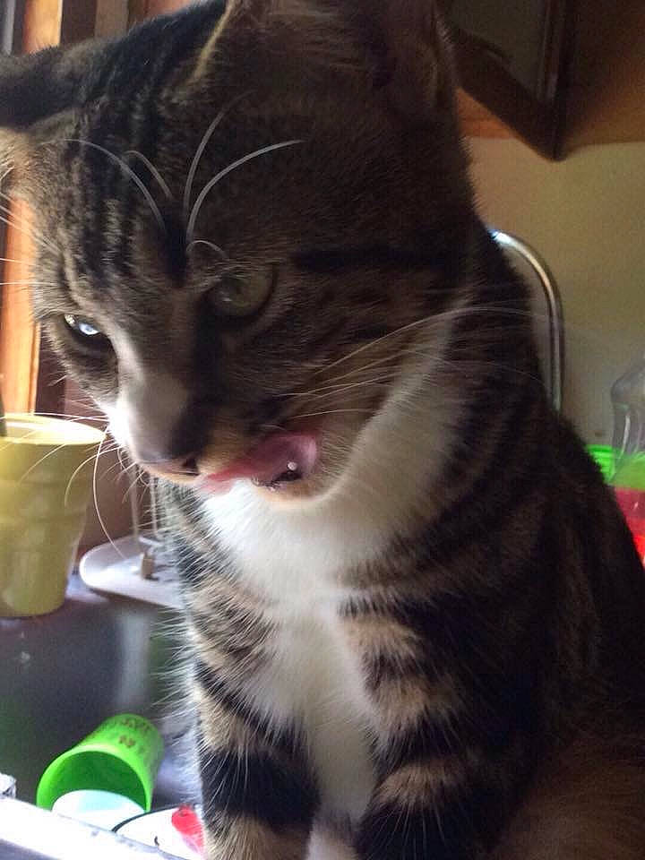 Baby Kittu Bk is registered to the contest to win money with this photo: american_shorthair, american_wirehair, asian, carnivore, cat, domestic_short_haired_cat, dragon_li, european_shorthair, felidae, fur, german_rex, kitten, mammal, polydactyl_cat, small_to_medium_sized_cats, snout, tabby_cat, whiskers