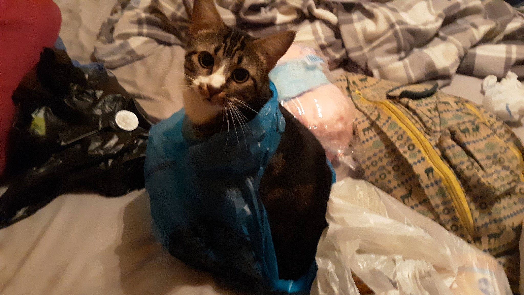 Baby Kitty Bk is registered to the contest to win money with this photo: aegean_cat, american_shorthair, asian, bengal, carnivore, cat, domestic_short_haired_cat, european_shorthair, felidae, kitten, mammal, ojos_azules, small_to_medium_sized_cats, snout, tabby_cat, vertebrate, whiskers