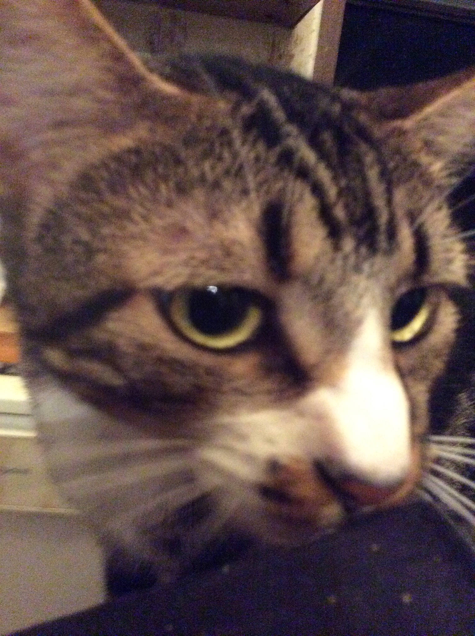 Baby Kitty Bk is registered to the contest to win money with this photo: aegean_cat, american_shorthair, american_wirehair, asian, california_spangled, carnivore, cat, close_up, domestic_short_haired_cat, dragon_li, european_shorthair, eye, felidae, kitten, mammal, nose, small_to_medium_sized_cats, snout, tabby_cat, whiskers