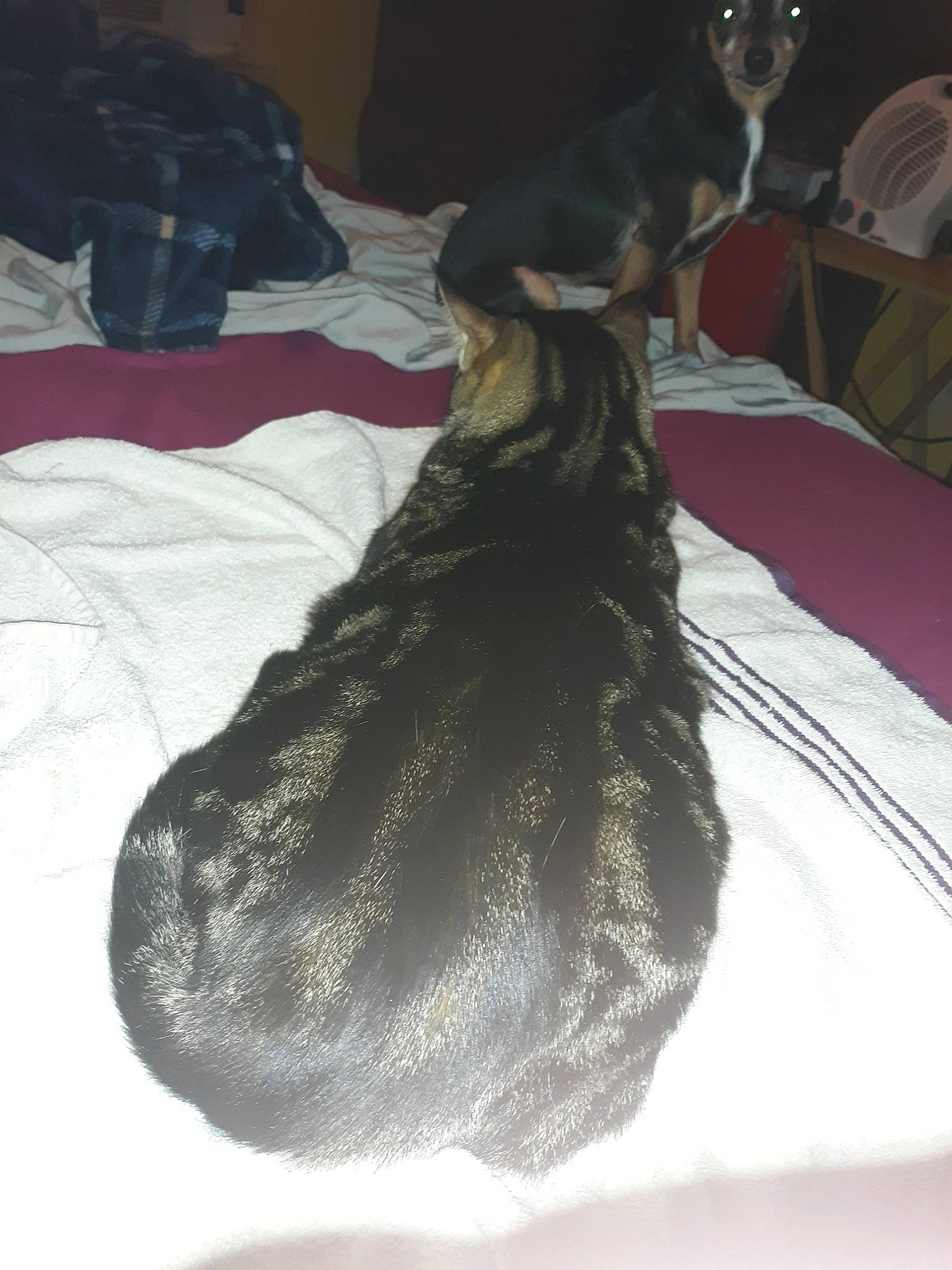 Baby Kitty Bk joined the competition — help win amazing prizes! canidae, fawn, fur, sporting_group, tail