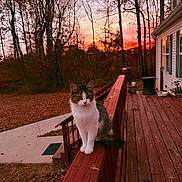 Stella joined the competition — help win amazing prizes! cat, sunset, deck, wooden_railing, autumn, trees, leaves, house, window, outdoor, animal, pet, nature, sky, twilight, calm, feline, porch, fall, quiet
