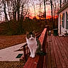 cat, sunset, deck, wooden_railing, autumn, trees, leaves, house, window, outdoor, animal, pet, nature, sky, twilight, calm, feline, porch, fall, quiet