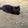 animal, black_cat, cat, cute, dirt, domestic_animal, feline, fur, gravel, ground, looking, lying_down, mammal, nature, outdoor, pet, resting, small_animal, wildlife, yellow_eyes