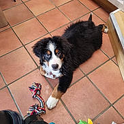 Aaron participe au concours pour gagner de l'argent avec cette photo : puppy, dog, bernese_mountain_dog, toy, rope_toy, indoor, floor, tile_floor, pet, cute, animal, fur, black_fur, white_fur, brown_fur, looking_up, laying_down, playful, domestic, young