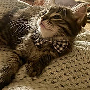 Lunar is registered to the contest to win money with this photo: adorable, blanket, bow_tie, cat, close_up, cozy, cute, domestic_animal, feline, fur, indoor, kitten, knitted, pet, portrait, resting, soft_lighting, striped, whiskers, young