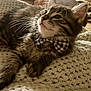 adorable, blanket, bow_tie, cat, close_up, cozy, cute, domestic_animal, feline, fur, indoor, kitten, knitted, pet, portrait, resting, soft_lighting, striped, whiskers, young