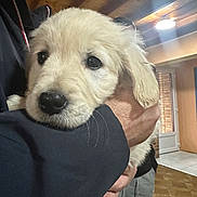 Blue a rejoint le concours — aidez-le/la à gagner de superbes lots ! puppy, dog, golden_retriever, pet, indoor, person, hand, floor, ceiling, light, door, window, coat, fur, cute, animal, mammal, young, holding, domestic