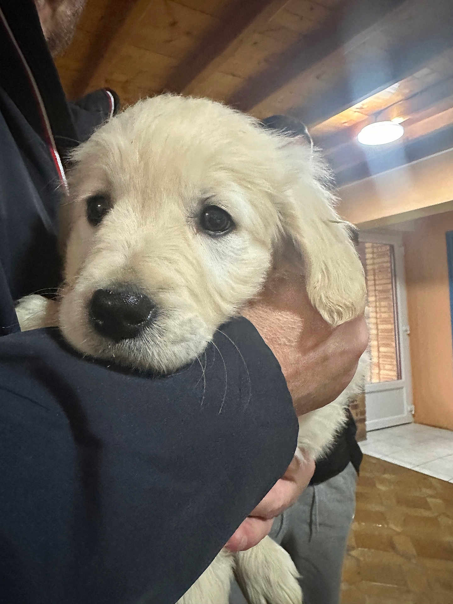 Blue a rejoint le concours — aidez-le/la à gagner de superbes lots ! puppy, dog, golden_retriever, pet, indoor, person, hand, floor, ceiling, light, door, window, coat, fur, cute, animal, mammal, young, holding, domestic