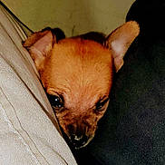 Haus is registered to the contest to win money with this photo: puppy, dog, close_up, ears, brown, cute, pet, animal, cushion, fabric, cozy, indoor, snuggling, soft, young, face, nose, resting, small, adorable