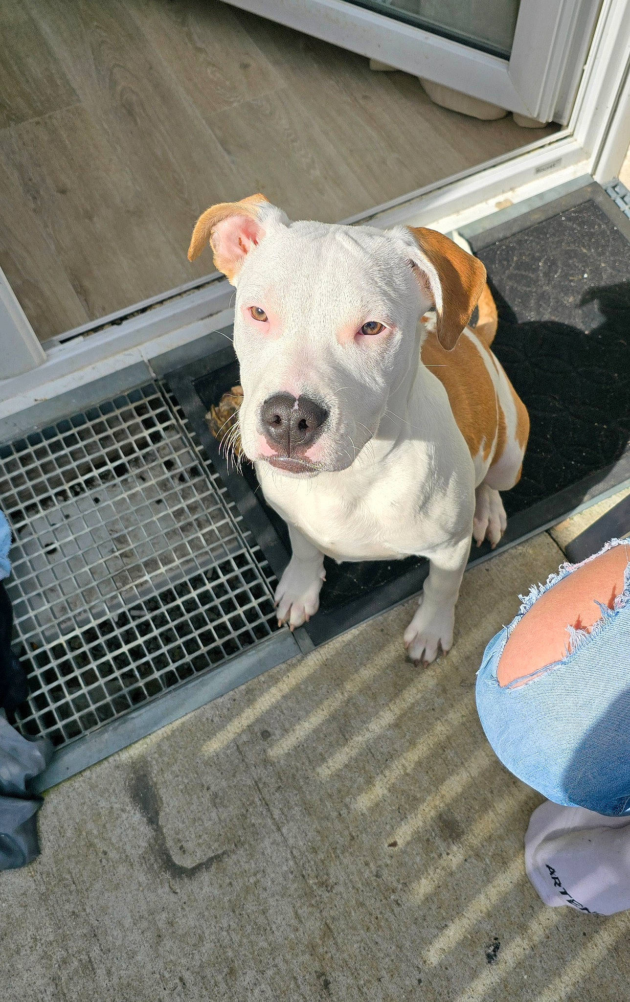 Vecna a rejoint le concours — aidez-le/la à gagner de superbes lots ! animal_shelter, canidae, carnivore, collar, companion_dog, cooking, dog, dog_breed, fawn, flooring, gas, mammal, mesh, non_sporting_group, pet_supply, snout, sporting_group, terrestrial_animal, working_animal, wrinkle