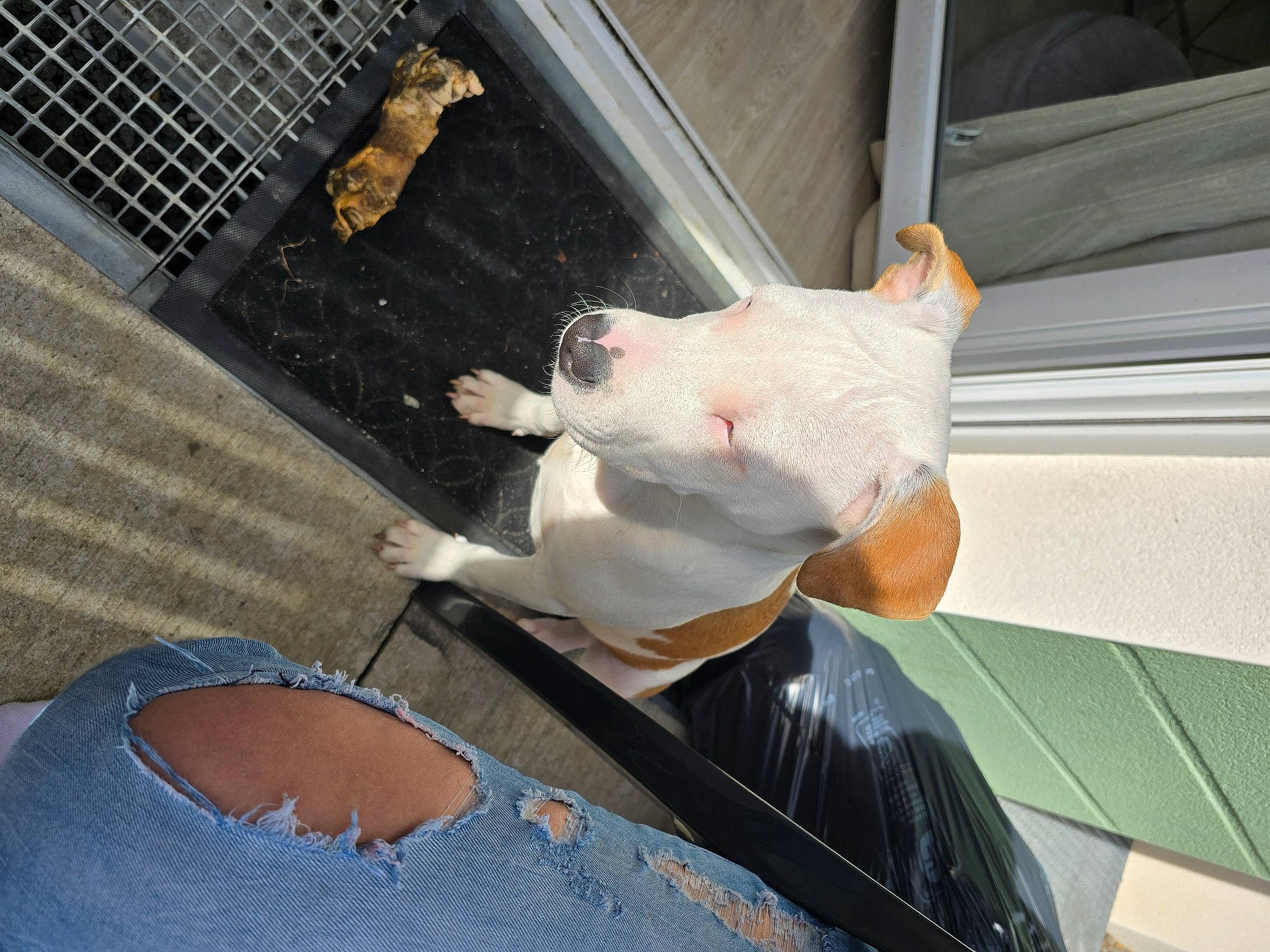 Vecna participe au concours pour gagner de l'argent avec cette photo : canidae, cockatoo, fawn, fish, livestock, mammal, meat, snout, tail, vehicle_door, whiskers