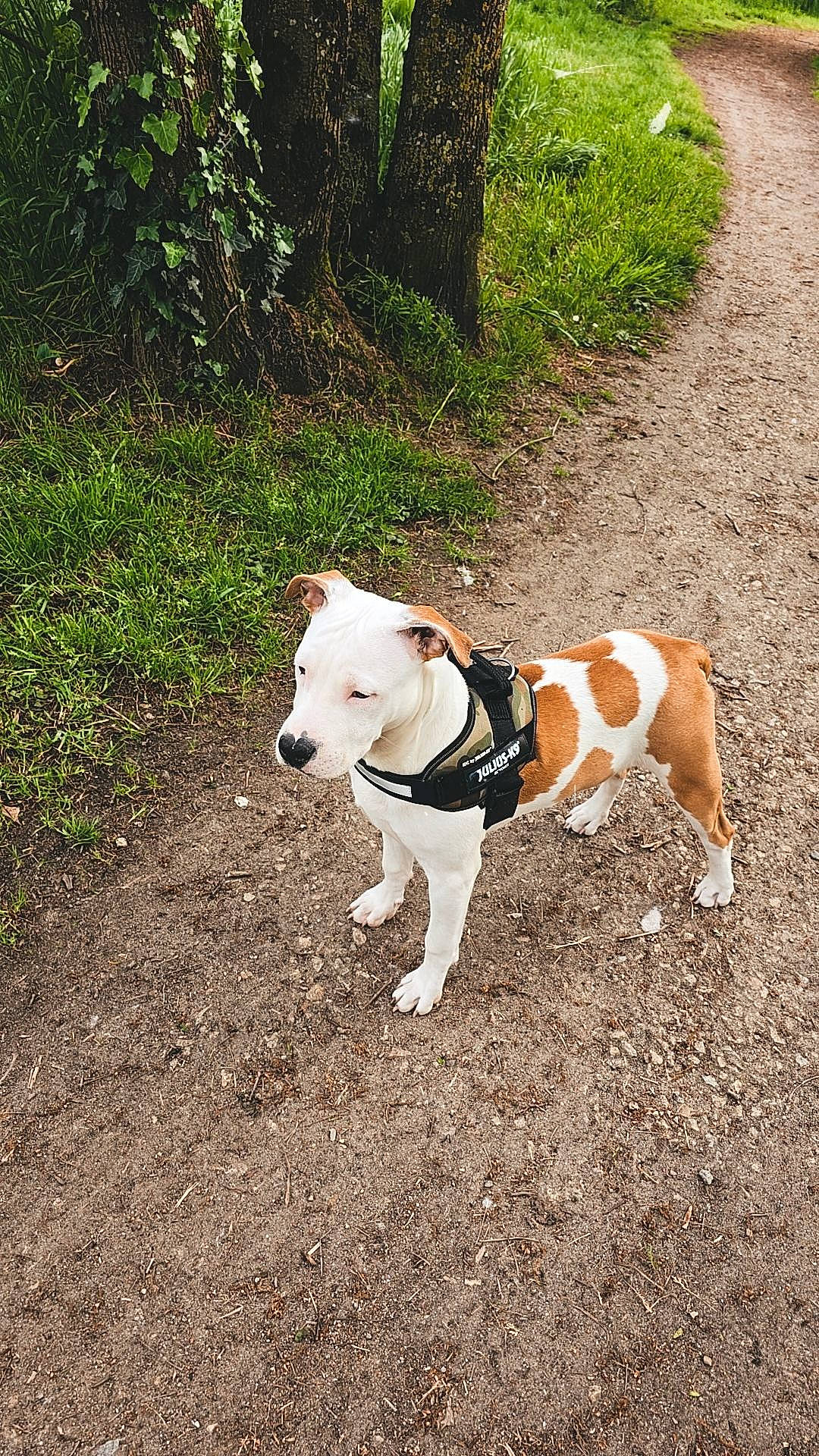 Vecna participe au concours pour gagner de l'argent avec cette photo : canidae, carnivore, collar, companion_dog, dog, dog_breed, dog_collar, dog_supply, fawn, grass, leash, pet_supply, plant, scent_hound, snout, soil, sporting_group, tail, terrier, working_animal